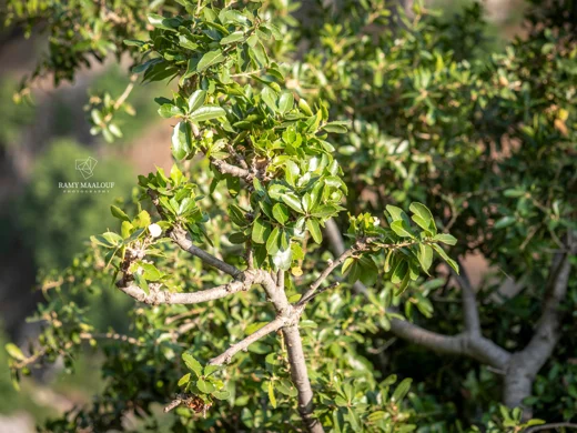 Quercus calliprinos