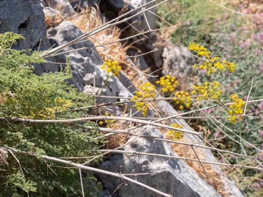 Lophosciadium syriacum