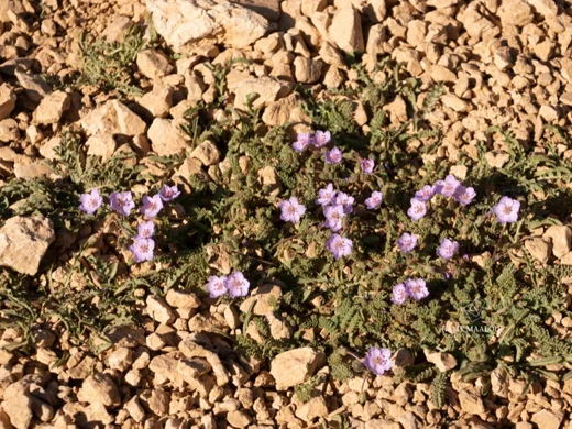 Erodium trichomanifolium
