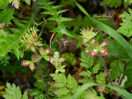 Trifolium nigrescens subsp. petrisavii