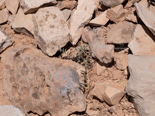 Hedysarum coelesyriacum