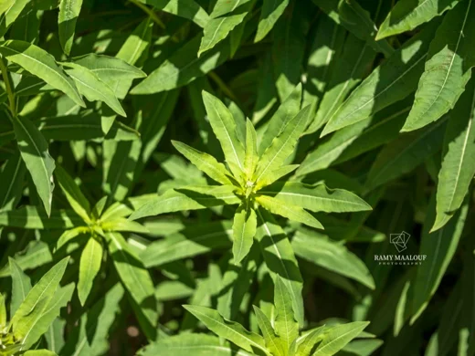 Epilobium angustifolium
