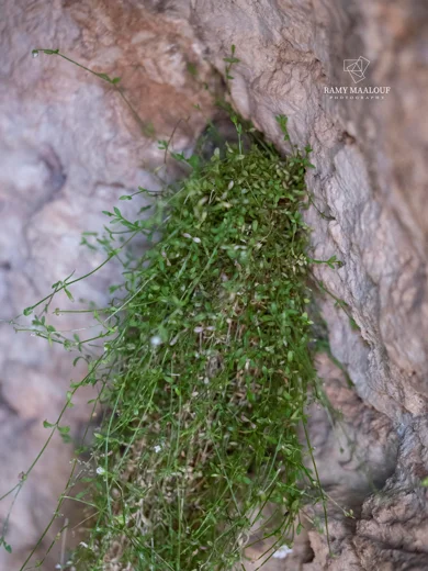 Arenaria libanotica
