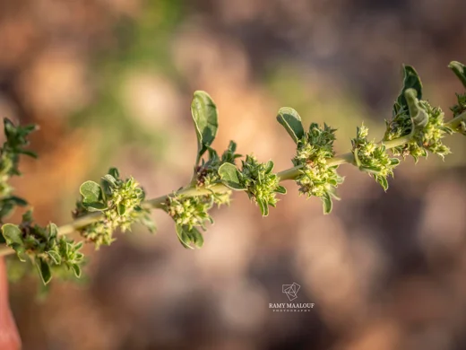 Amaranthus albus
