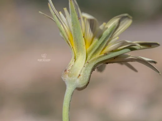 Tragopogon buphthalmoides