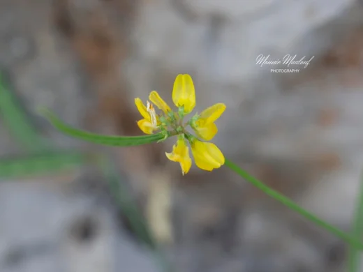 صبيرة