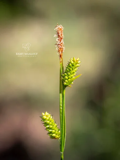 Carex pallescens