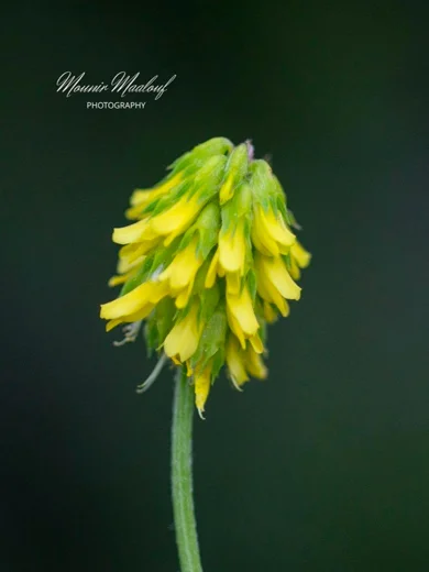 Trigonella spicata