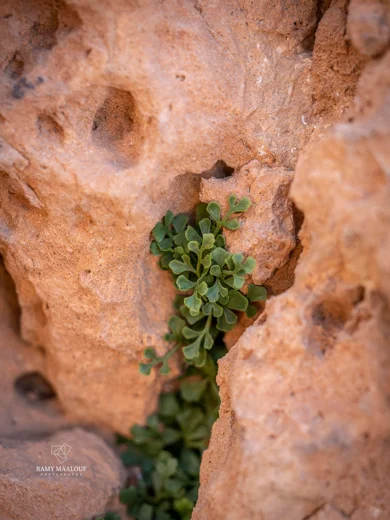طحالية جدارية