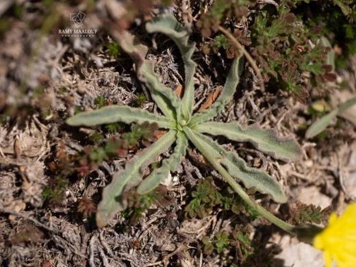 Leontodon libanoticus