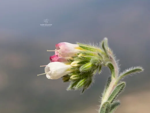 Onosma caerulescens