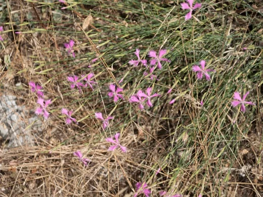 Dianthus orientalis subsp. nassireddinii