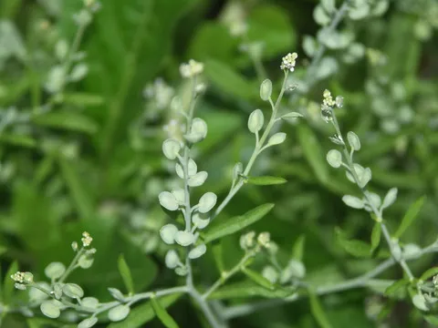 نسب المصنف - غير تجاري 4.0 دولي (CC BY-NC 4.0)- i naturalist.