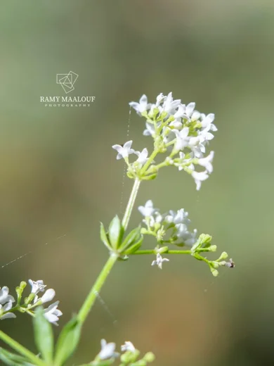 Galium rivale