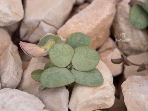 Lathyrus formosus