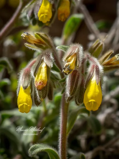 Onosma frutescens