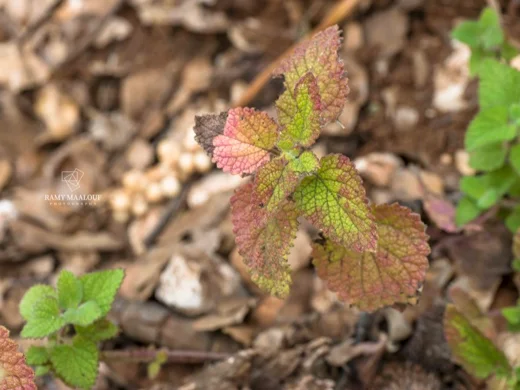 Melissa officinalis subsp. inodora