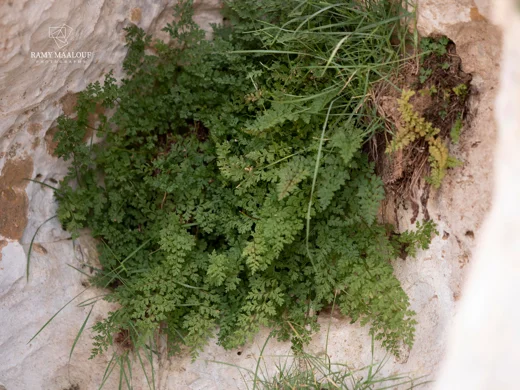 Cystopteris fragilis
