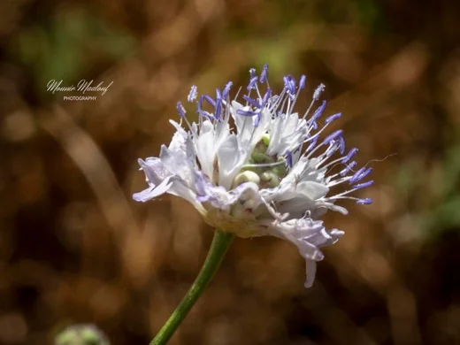 Cephalaria joppensis