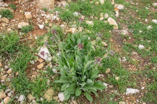 Solenanthus stamineus