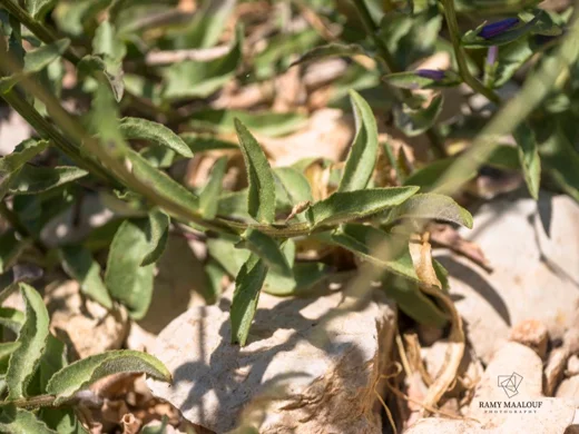 Asyneuma rigidum subsp. sinai