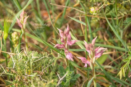 Anacamptis sancta