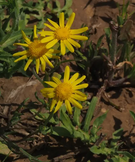 نسب المصنف - غير تجاري 4.0 دولي (CC BY-NC 4.0)- i naturalist.