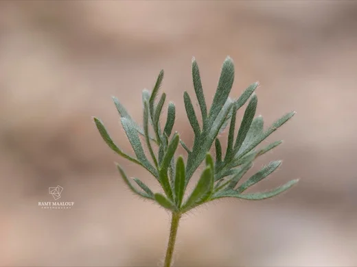 Potentilla geranioides subsp. syriaca
