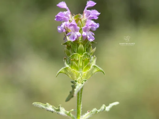 Prunella orientalis