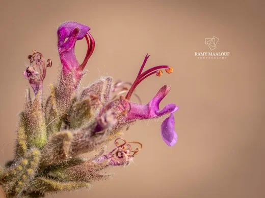 Teucrium socinianum