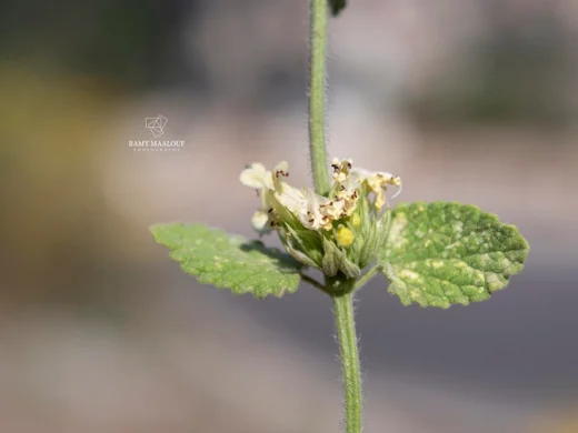 Nepeta italica