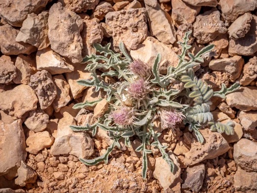 Myopordon pulchellum
