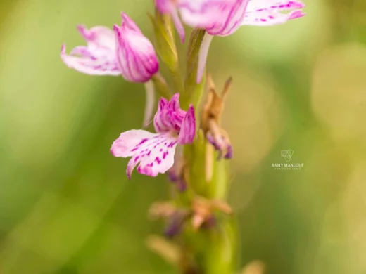Dactylorhiza iberica