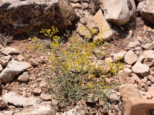Bilacunaria boissieri