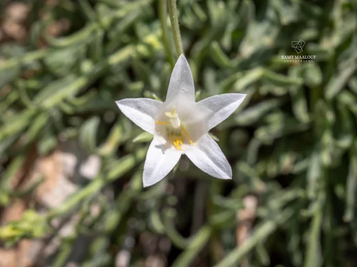 Campanula stricta var. libanotica
