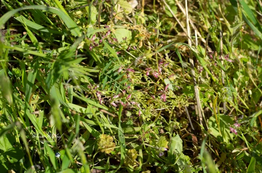 Fumaria densiflora