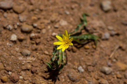 Pseudopodospermum molle