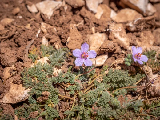 Erodium trichomanifolium