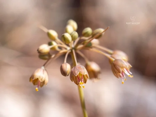 Allium pseudostamineum