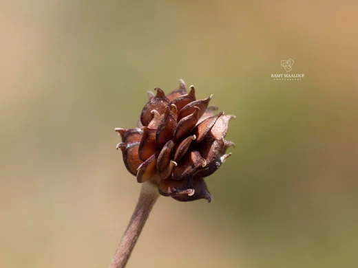 حوذان إسطنبولي
