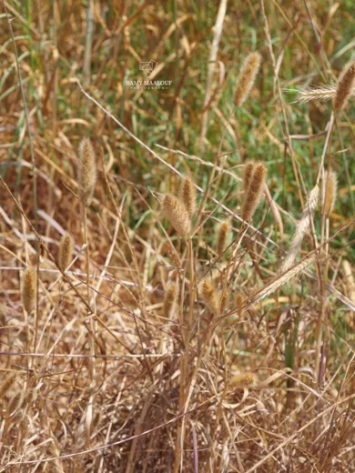 Polypogon monspeliensis