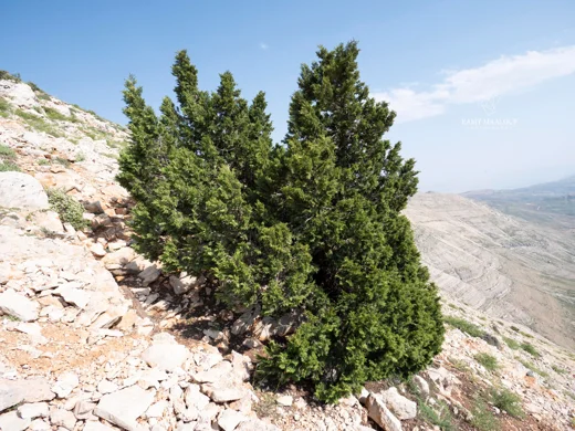 Juniperus excelsa