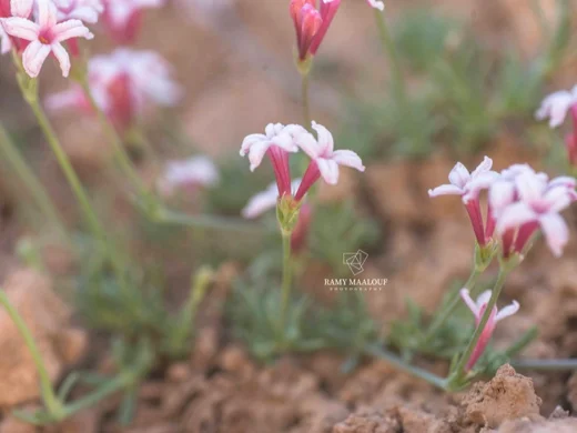 خرمان كَلَبرِيا
