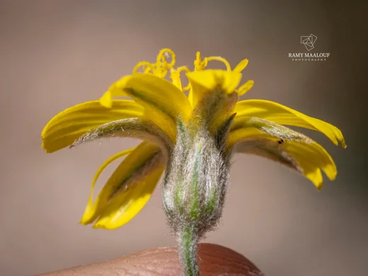 Scorzonera mackmeliana