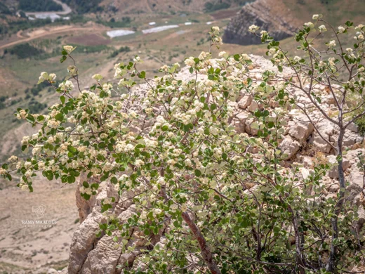 Aria umbellata