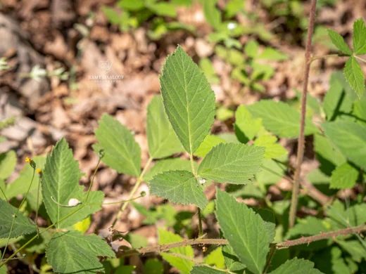 Rubus × collinus