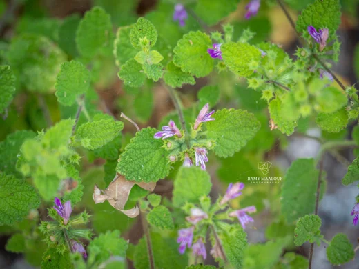 Ballota saxatilis subsp. saxatilis