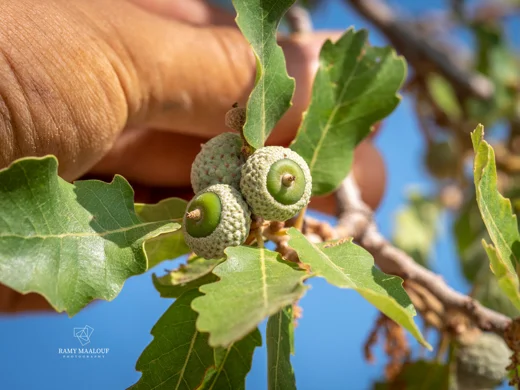 Quercus infectoria subsp. veneris