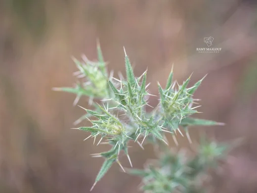 Cirsium phyllocephalum