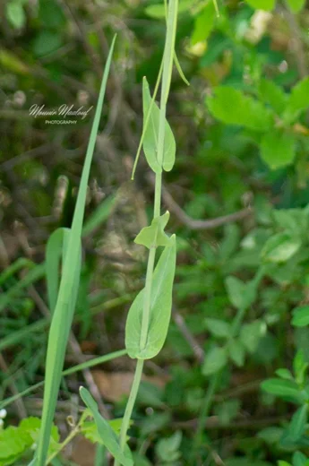 Turritis laxa